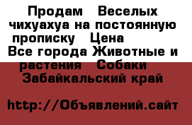 Продам.  Веселых чихуахуа на постоянную прописку › Цена ­ 8 000 - Все города Животные и растения » Собаки   . Забайкальский край